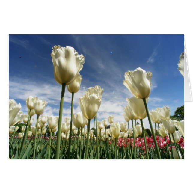 Vista de Tulip (Anverso (Horizontal))