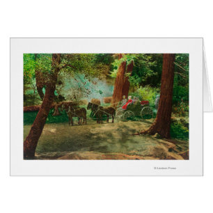 Vista de un coche de la etapa entre árboles