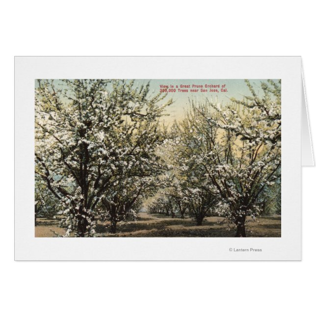 Vista de un huerto de ciruela de 300.000 árboles (Anverso (Horizontal))