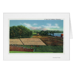 Vista de una plantación de Cranberry