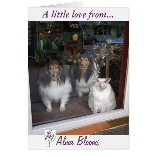 Vista de ventana (Frente)