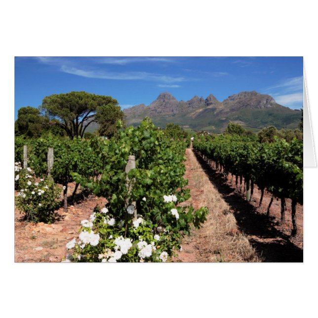 Vista de viñedos. Stellenbosch (Anverso (Horizontal))