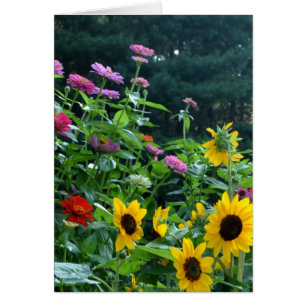 Vista del jardín- girasol, margaritas, cosmos