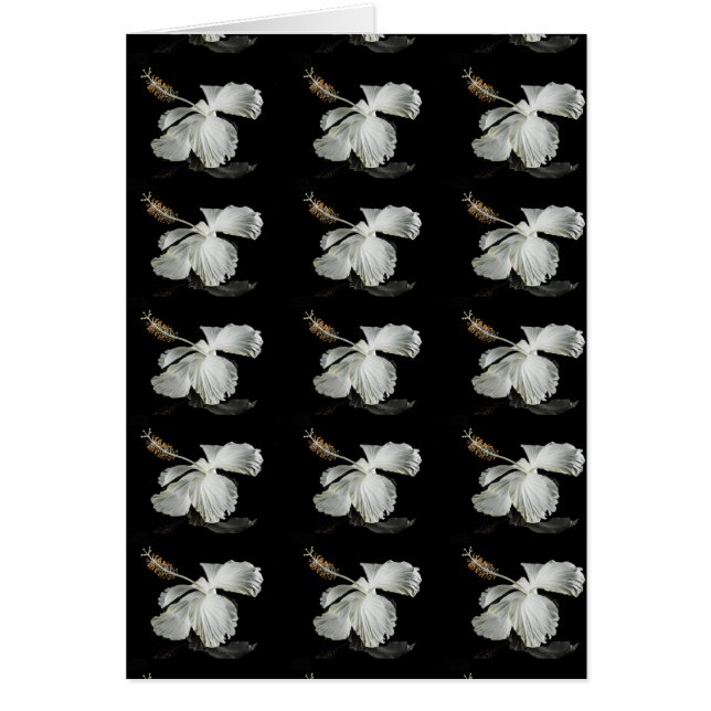 Vista lateral de la flor blanca Hibiscus (Frente)