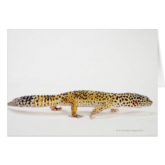 Vista lateral del lagarto de gecko leopardo (Anverso (Horizontal))