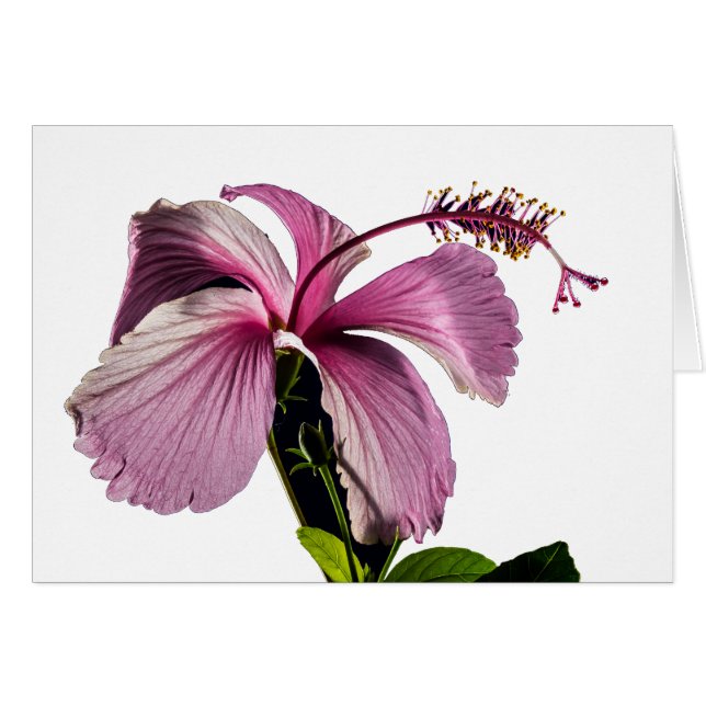 Vista lateral rosada de las flores de Hibiscus (Anverso (Horizontal))