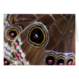 Vista mariposa