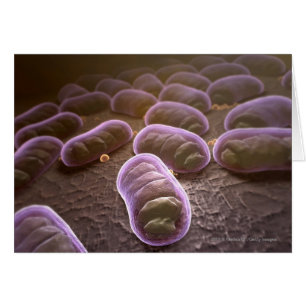 Vista microscópica de bacterias