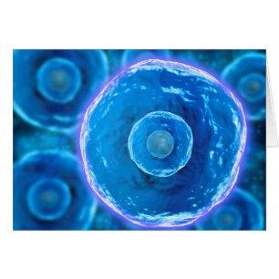 Vista Microscópica De Células B Humanas 1