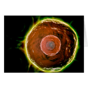 Vista Microscópica De Células B Humanas 2