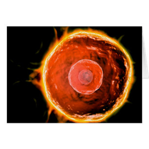 Vista Microscópica De Células B Humanas 3