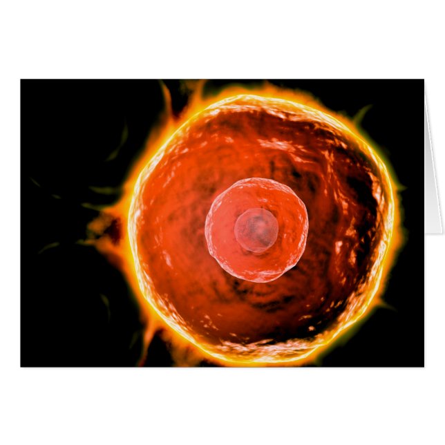 Vista Microscópica De Células B Humanas 3 (Anverso (Horizontal))