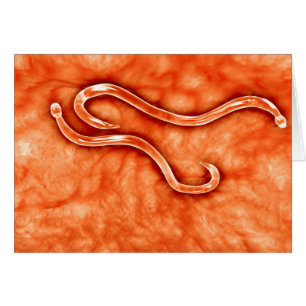 Vista Microscópica De Hookworm 2