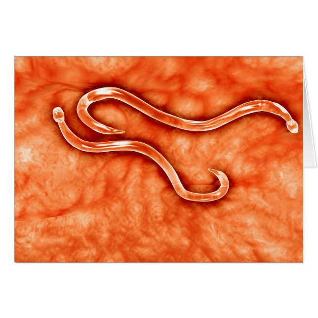Vista Microscópica De Hookworm 2 (Anverso (Horizontal))