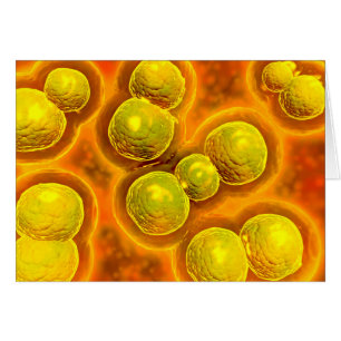 Vista Microscópica De La Clamidia