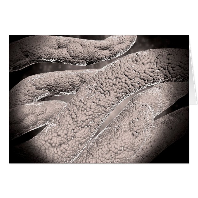 Vista Microscópica De La Formación Corncob (Anverso (Horizontal))