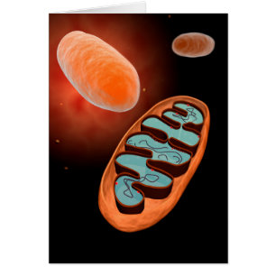 Vista microscópica de las mitocondrias 1