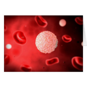 Vista Microscópica De Los Glóbulos Blancos