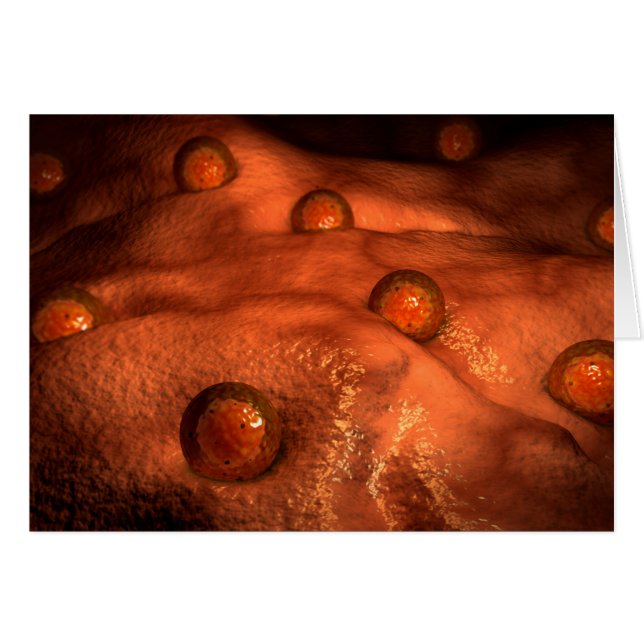 Vista Microscópica De Los Óvulos (Anverso (Horizontal))