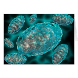 Vista Microscópica De Mitochondria 2