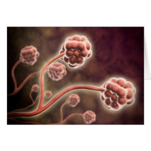 Vista Microscópica De Stachybotrys Chartarum