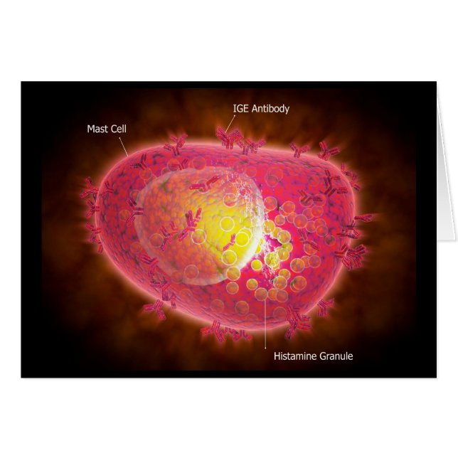 Vista Microscópica De Una Celda Mast (Anverso (Horizontal))