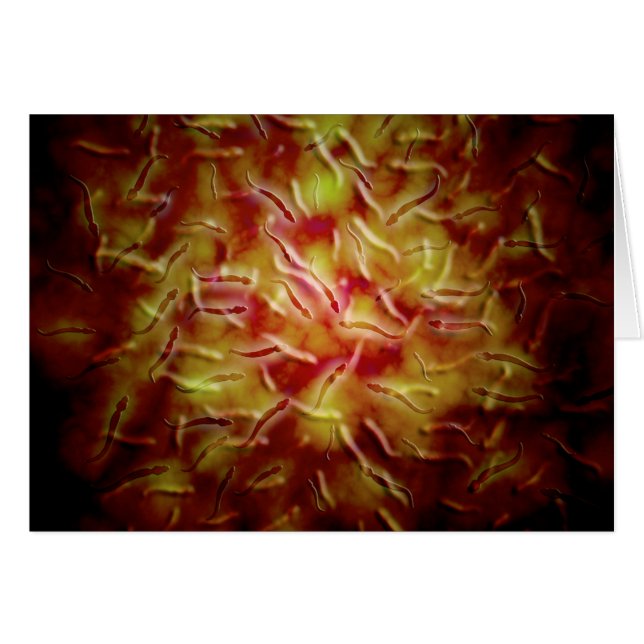 Vista Microscópica Del Esperma (Anverso (Horizontal))