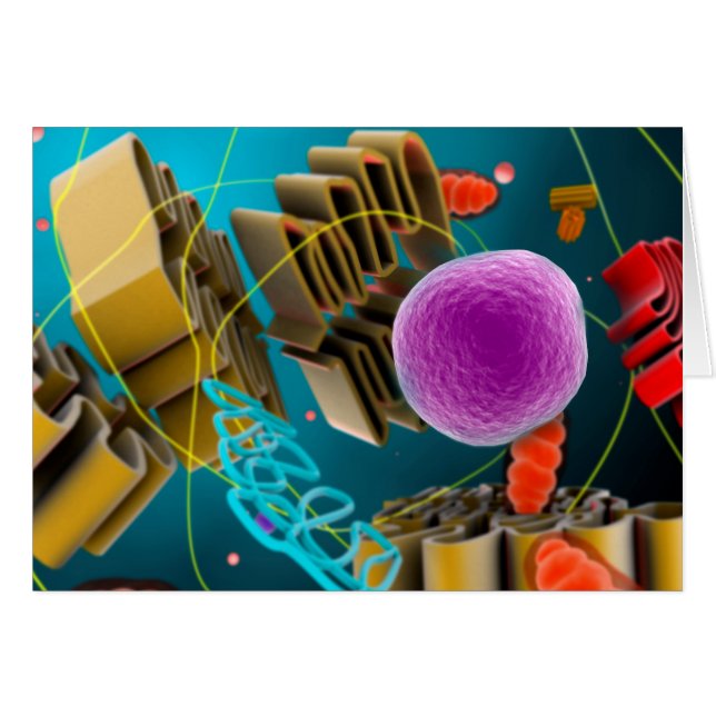 Vista Microscópica Del Núcleo Celular Animal (Anverso (Horizontal))