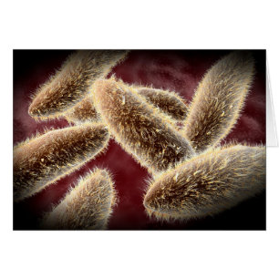 Vista Microscópica Del Paramecio 2