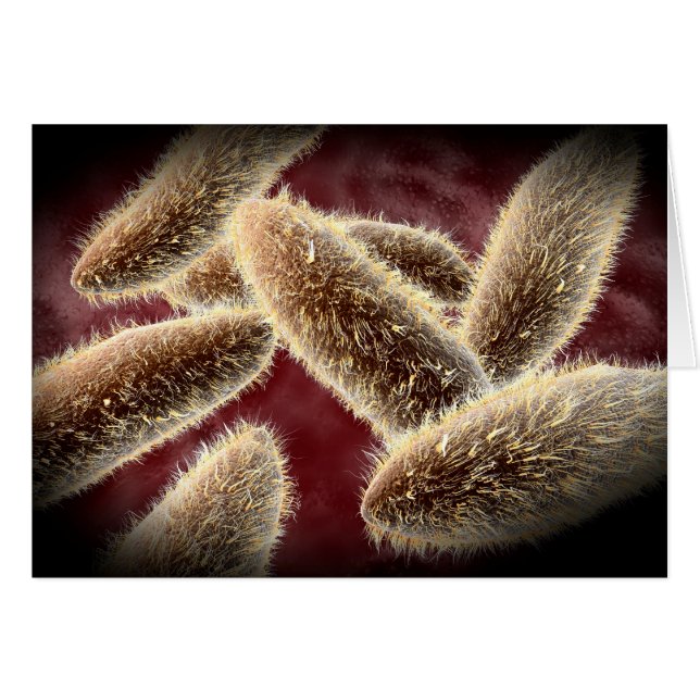 Vista Microscópica Del Paramecio 2 (Anverso (Horizontal))