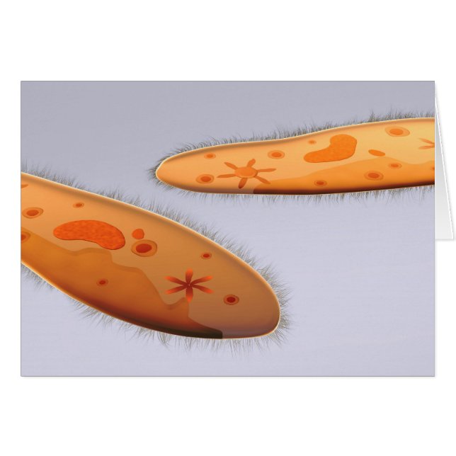 Vista Microscópica Del Paramecio 4 (Anverso (Horizontal))