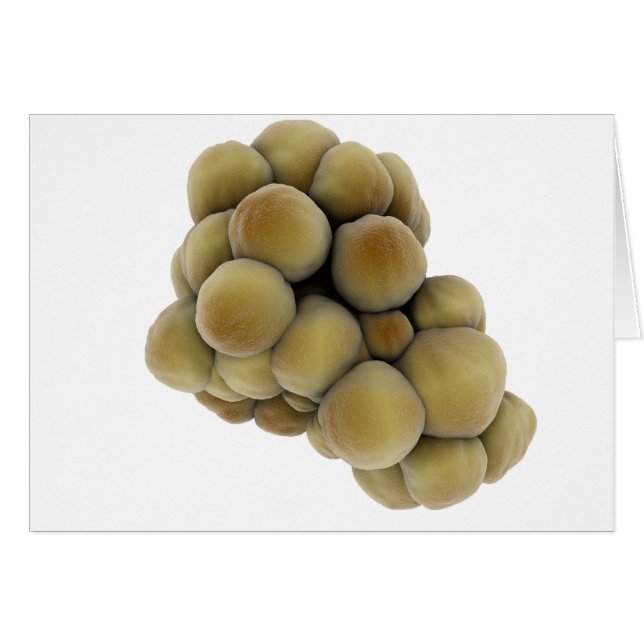 Vista Microscópica Del Tumor 5 (Anverso (Horizontal))