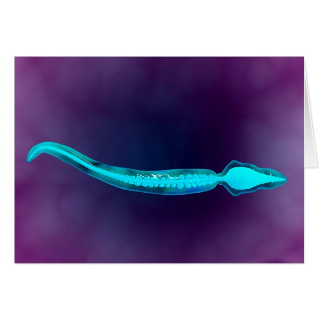 Vista Microscópica Que Muestra La Estructura Ósea  (Anverso (Horizontal))