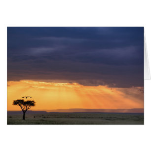 Vista panorámica de buitre y árbol de acacia