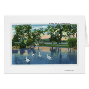 Vista panorámica de los cisnes en el lago
