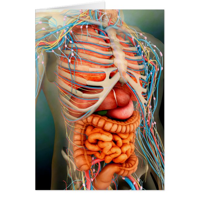 Vista Perspectiva Del Cuerpo Humano, Órganos Enter (Frente)