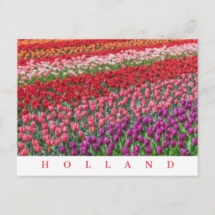 Vista postal de campos tulipán holandeses