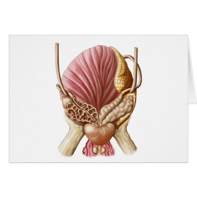 Vista Posterior De La Escala Urinaria (Anverso (Horizontal))