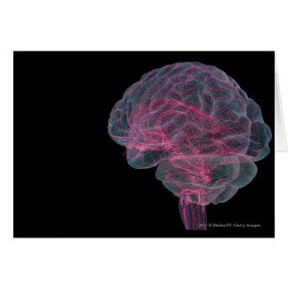 Vista posterior del cerebro humano