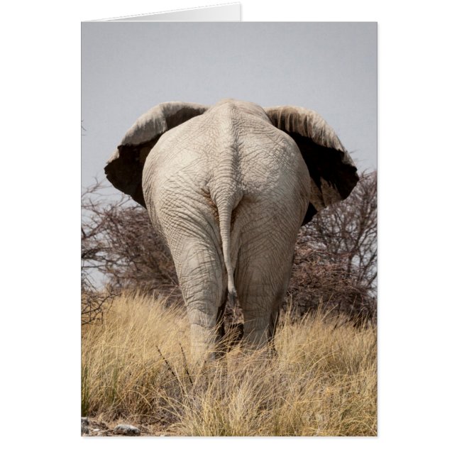 Vista trasera de elefante (Frente)