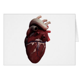 Vista tridimensional del corazón humano, la