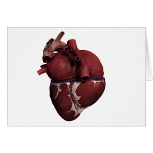 Vista tridimensional del corazón humano, trasera