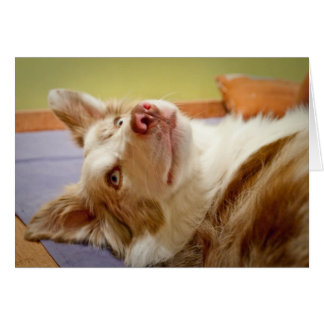 Viva el border collie que se relaja en la cama