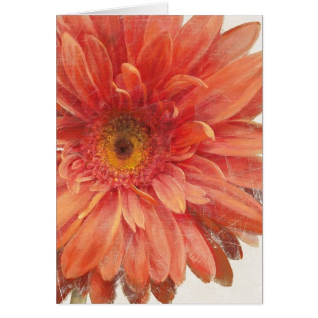 Vivid Daisy (Frente)
