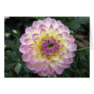 Vivid Lavender Creme Dahlia