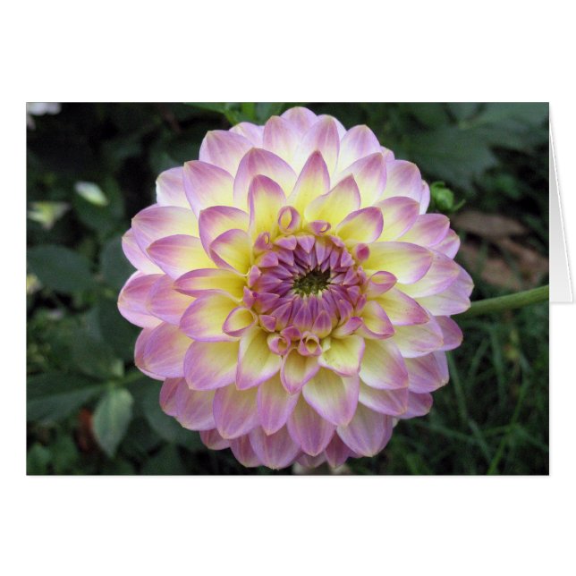 Vivid Lavender Creme Dahlia (Anverso (Horizontal))