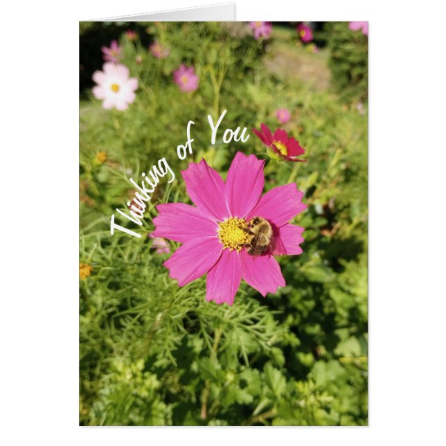 Vivid Pink Cosmos Flower Thinking of You Card (Frente)