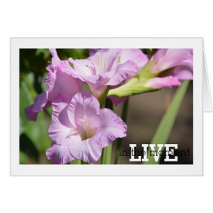 Vivir en el momento de Gladiolus