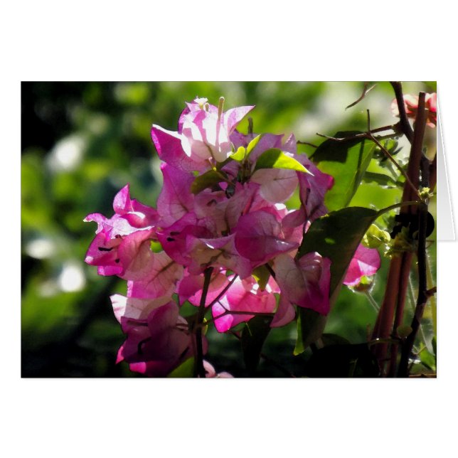 Vivo 2 (Anverso (Horizontal))