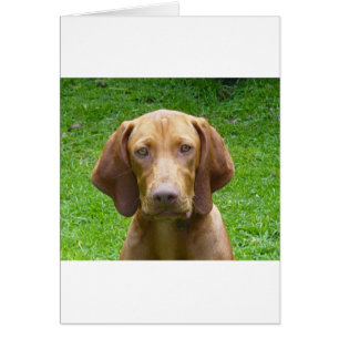 vizsla
